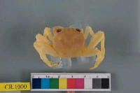 藏品(白紋方蟹)的圖片